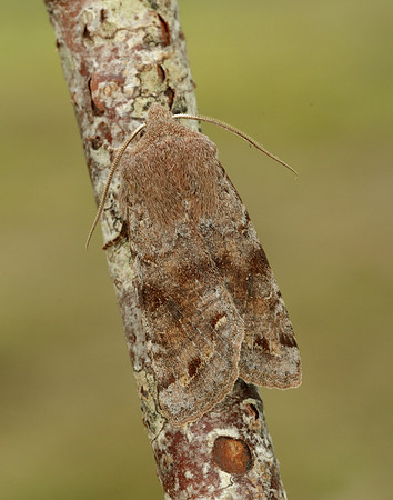 73.242 BF2188 Clouded Drab Orthosia incerta