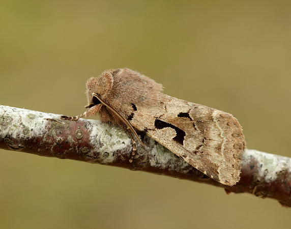 73.249 BF2190 Hebrew Character Orthosia gothica