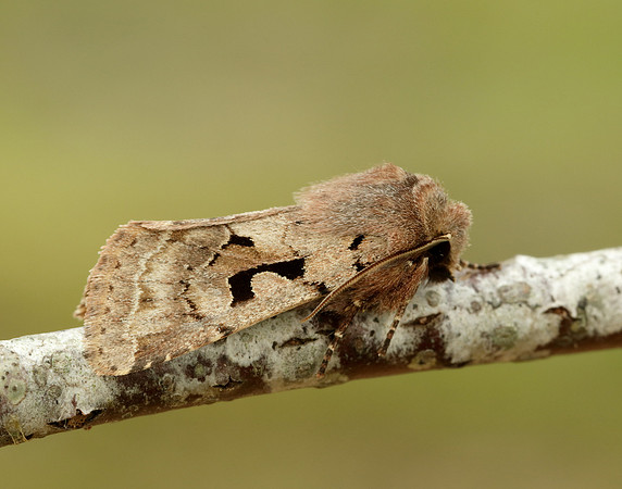 73.249 BF2190 Hebrew Character Orthosia gothica