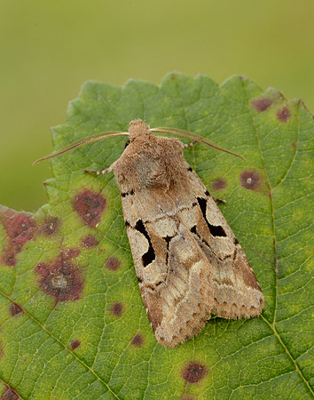73.249 BF2190 Hebrew Character Orthosia gothica