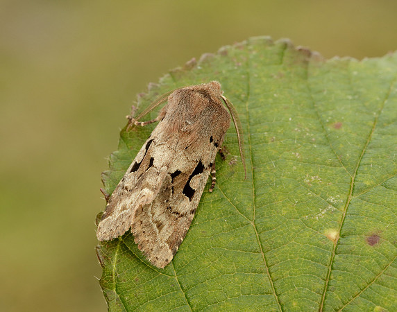 73.249 BF2190 Hebrew Character Orthosia gothica