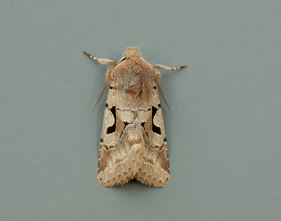 73.249 BF2190 Hebrew Character Orthosia gothica