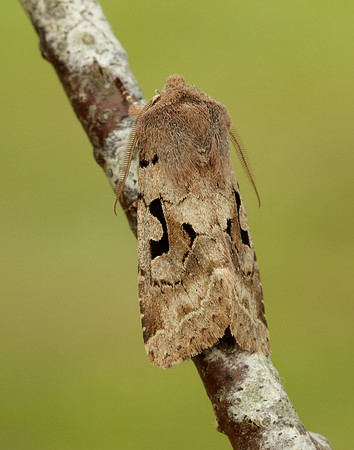 73.249 BF2190 Hebrew Character Orthosia gothica