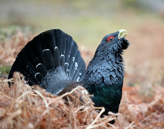 Capercaillie Tetrao urogallus
