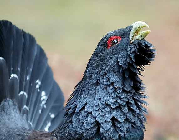 Capercaillie Tetrao urogallus