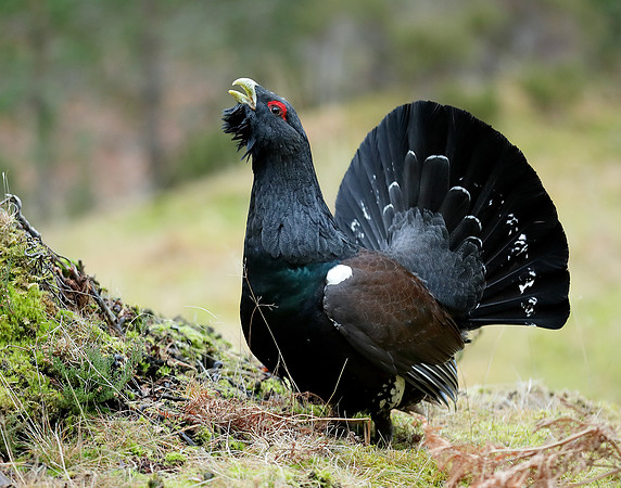 Capercaillie Tetrao urogallus