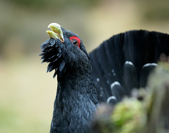 Capercaillie Tetrao urogallus