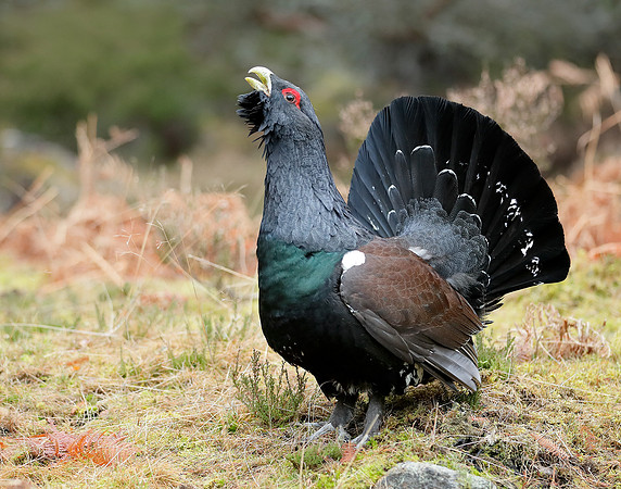 Capercaillie Tetrao urogallus
