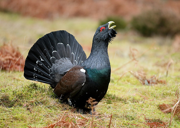Capercaillie Tetrao urogallus