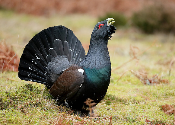 Capercaillie Tetrao urogallus