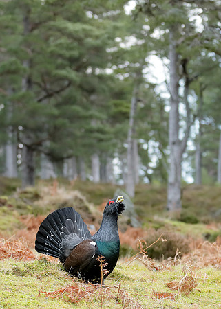 Capercaillie Tetrao urogallus
