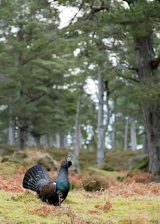 Capercaillie Tetrao urogallus