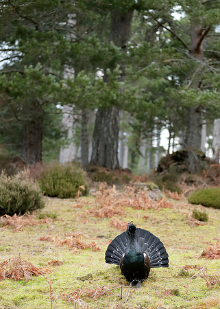 Capercaillie Tetrao urogallus