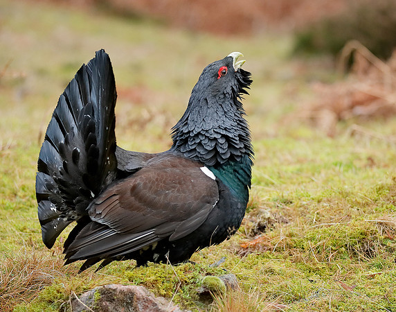 Capercaillie Tetrao urogallus