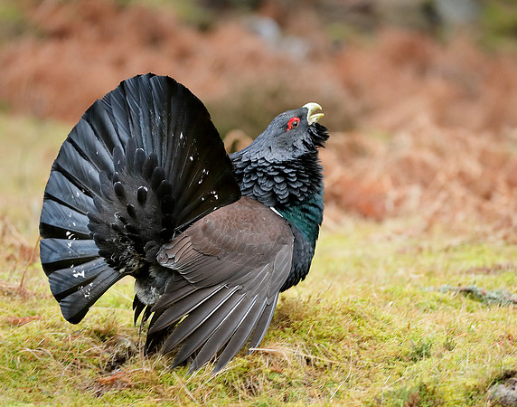 Capercaillie Tetrao urogallus