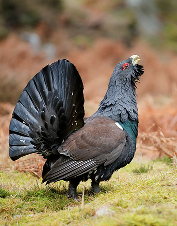 Capercaillie Tetrao urogallus