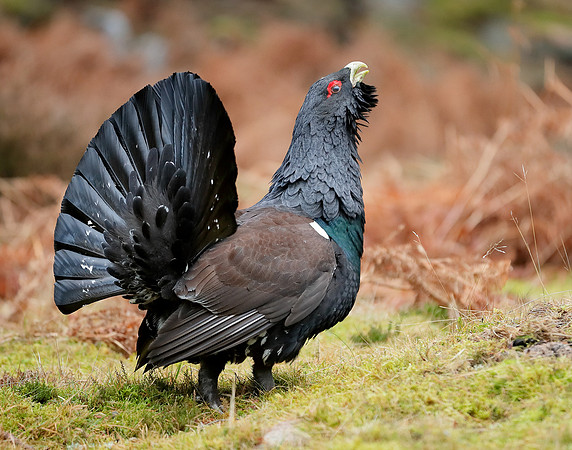 Capercaillie Tetrao urogallus