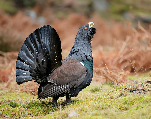 Capercaillie Tetrao urogallus