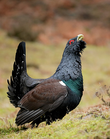 Capercaillie Tetrao urogallus