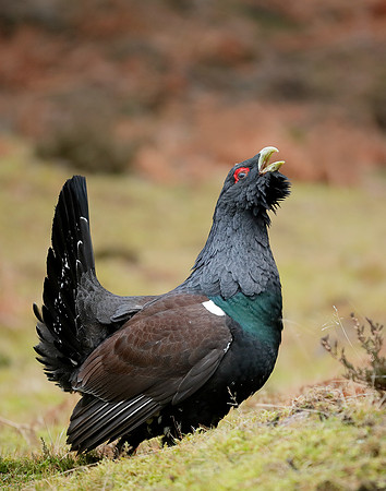 Capercaillie Tetrao urogallus