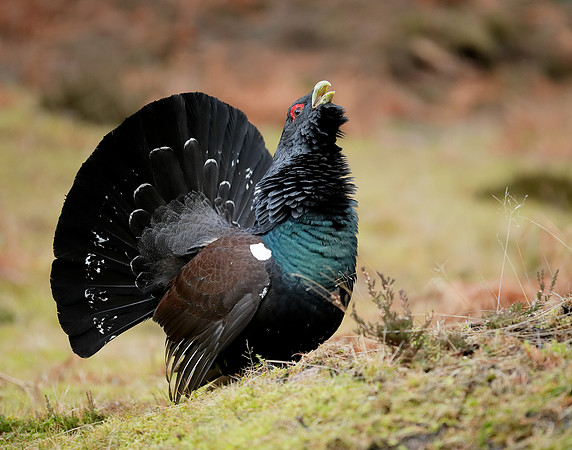 Capercaillie Tetrao urogallus