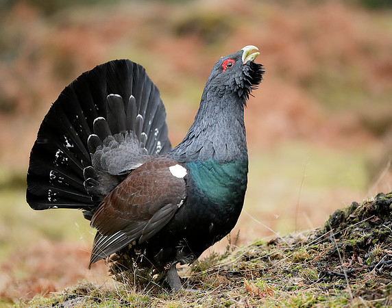 Capercaillie Tetrao urogallus