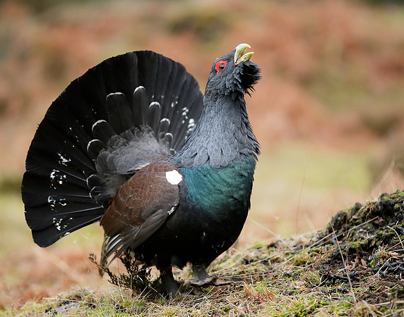 Capercaillie Tetrao urogallus