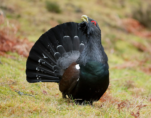 Capercaillie Tetrao urogallus