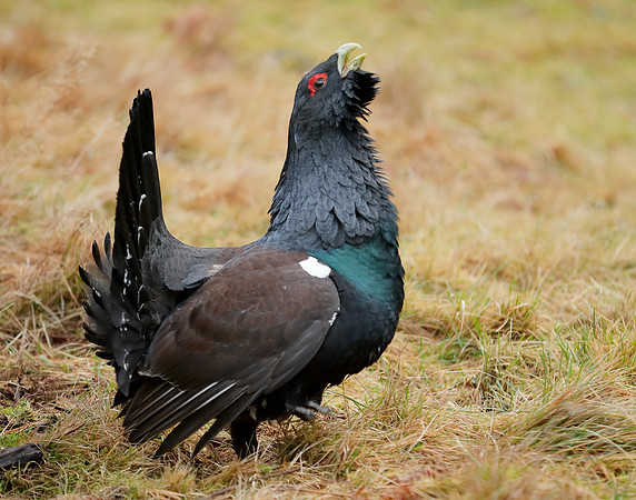 Capercaillie Tetrao urogallus