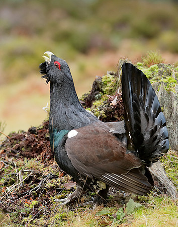Capercaillie Tetrao urogallus