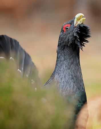 Capercaillie Tetrao urogallus