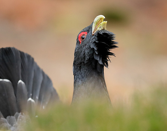 Capercaillie Tetrao urogallus