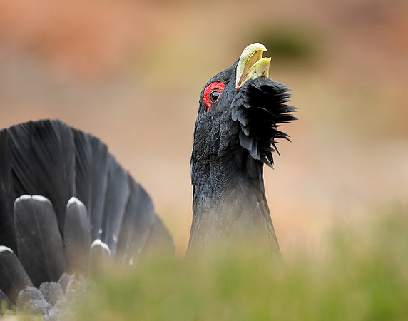 Capercaillie Tetrao urogallus