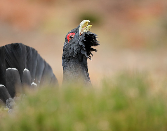 Capercaillie Tetrao urogallus