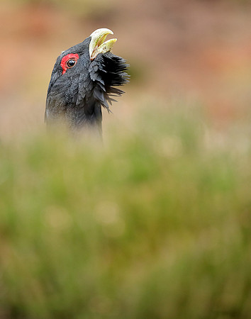 Capercaillie Tetrao urogallus