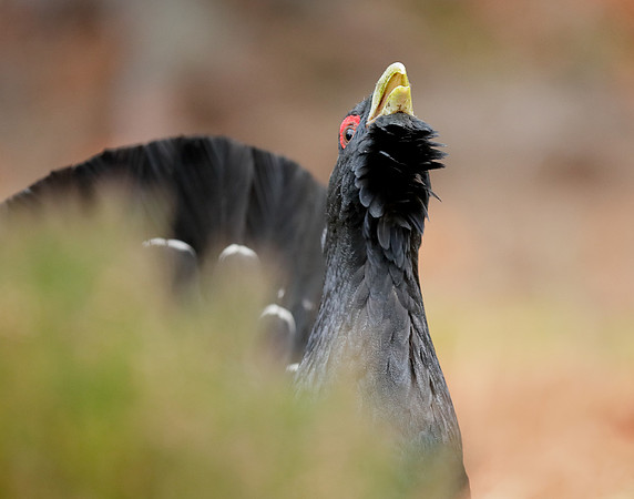 Capercaillie Tetrao urogallus