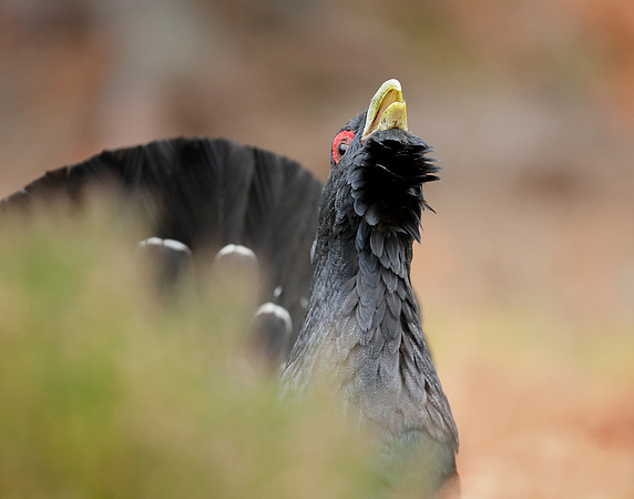 Capercaillie Tetrao urogallus