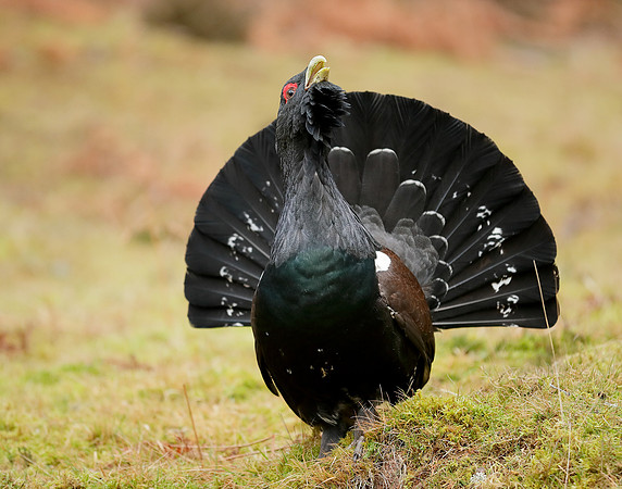 Capercaillie Tetrao urogallus