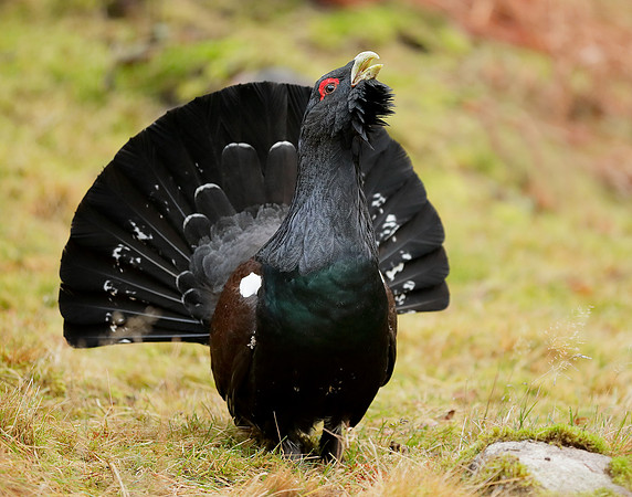 Capercaillie Tetrao urogallus