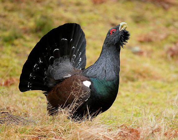 Capercaillie Tetrao urogallus