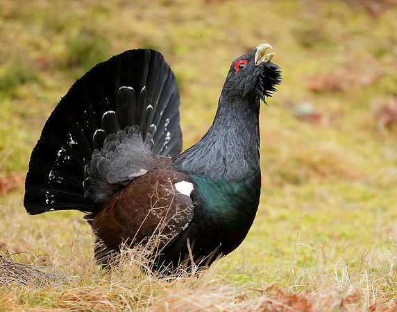 Capercaillie Tetrao urogallus