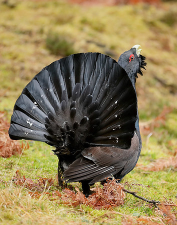Capercaillie Tetrao urogallus