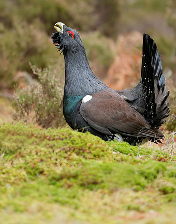 Capercaillie Tetrao urogallus