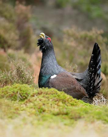 Capercaillie Tetrao urogallus