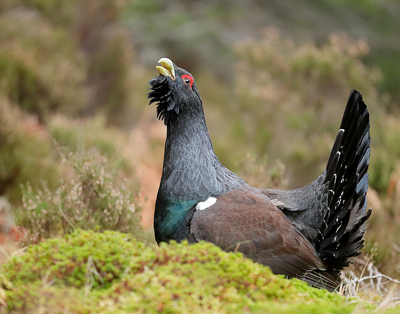 Capercaillie Tetrao urogallus
