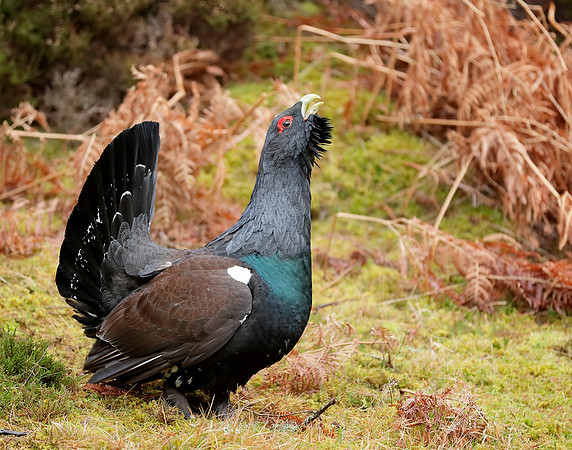 Capercaillie Tetrao urogallus