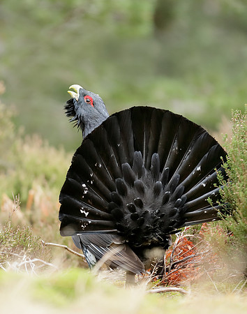 Capercaillie Tetrao urogallus