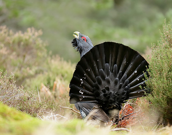 Capercaillie Tetrao urogallus