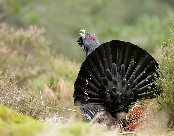 Capercaillie Tetrao urogallus