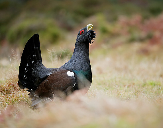 Capercaillie Tetrao urogallus